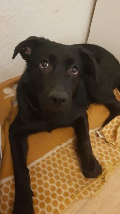 Labrador-Schäferhund Welpe