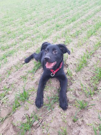 Labrador-Schäferhund Welpe