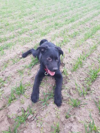 Labrador-Schäferhund Welpe