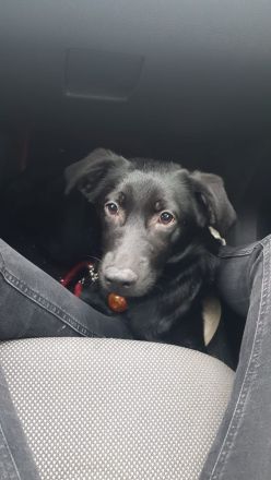 Labrador-Schäferhund Welpe