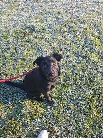 Labrador-Schäferhund Welpe