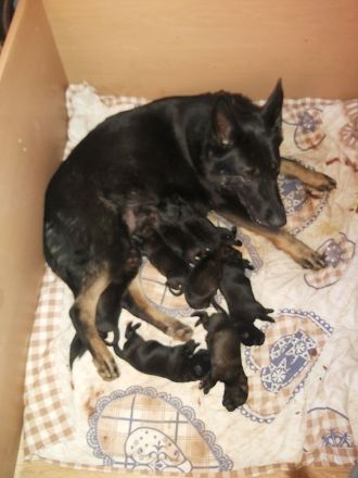 Vom Schloss osterndorf