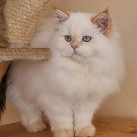 BLH britisch langhaar kitten, Kätzchen