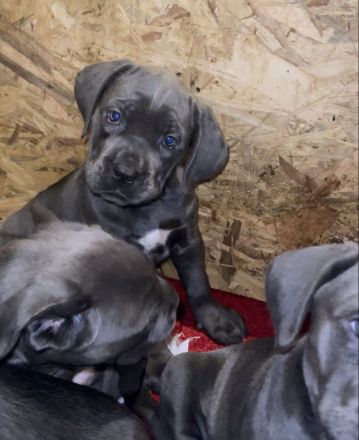 Cane Corso Welpen