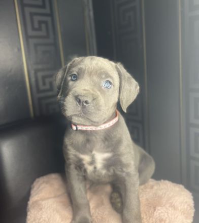 Cane Corso Welpen