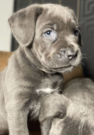 Cane Corso Welpen