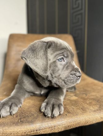 Cane Corso Welpen