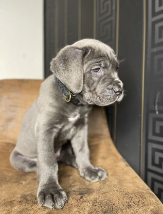 Cane Corso Welpen