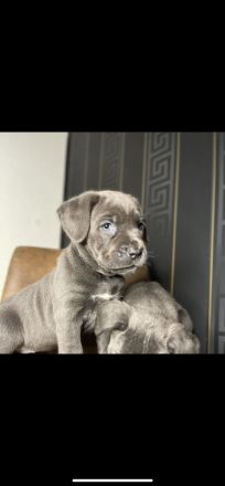 Cane Corso Welpen