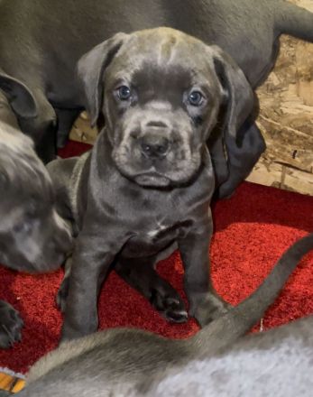 Cane Corso Welpen