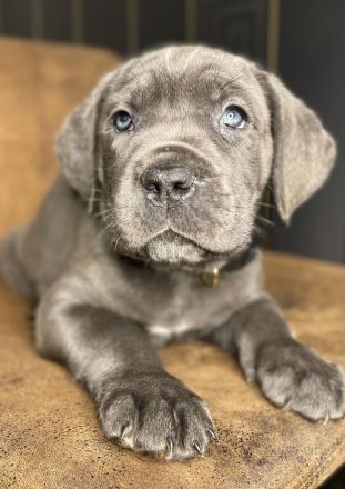 Cane Corso Welpen