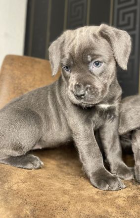 Cane Corso Welpen