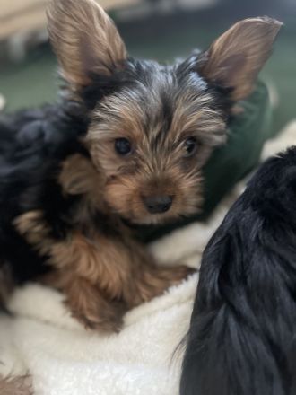 Yorkshire Terrier Welpen