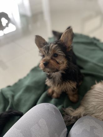 Yorkshire Terrier Welpen