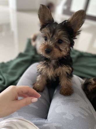 Yorkshire Terrier Welpen