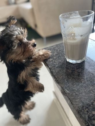 Yorkshire Terrier Welpen