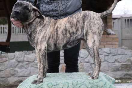 FCI KRZYŻANOWSKI GANG MOLOSÓW