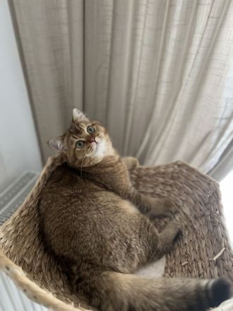 BKH Kitten Reinrassig mit Stammbaum