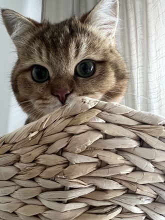 BKH Kitten Reinrassig mit Stammbaum