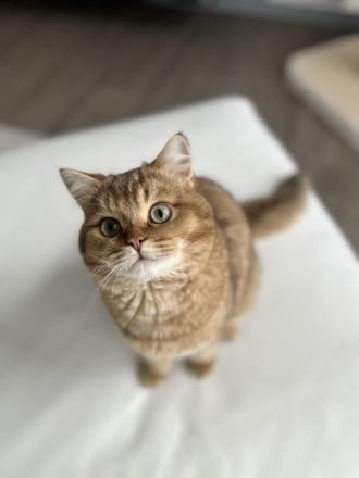 BKH Kitten Reinrassig mit Stammbaum