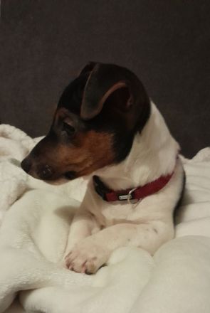 Wunderschöne Jack Russel Terrier Mädchen