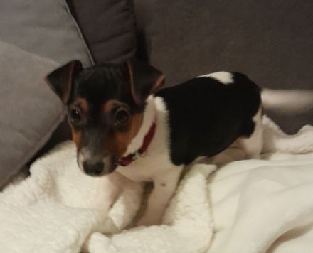 Wunderschöne Jack Russel Terrier Mädchen