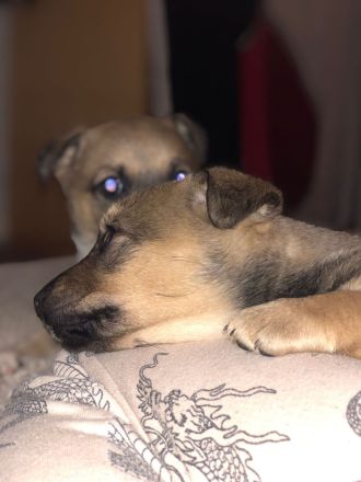 Süße Vierbeiner suchen liebevolles Zuhause