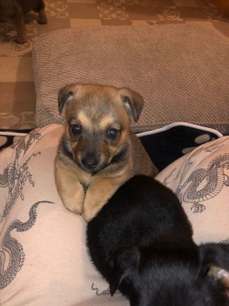 Süße Vierbeiner suchen liebevolles Zuhause