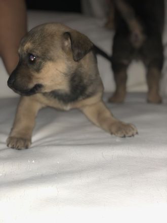 Süße Vierbeiner suchen liebevolles Zuhause