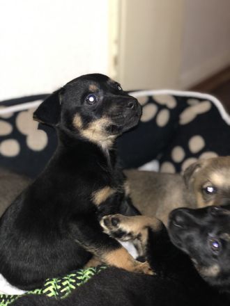 Süße Vierbeiner suchen liebevolles Zuhause