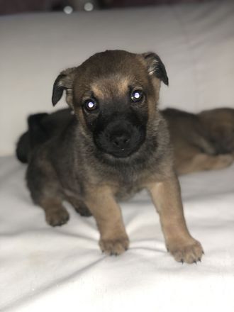 Süße Vierbeiner suchen liebevolles Zuhause