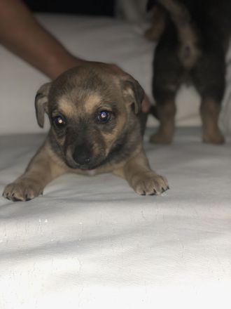 Süße Vierbeiner suchen liebevolles Zuhause