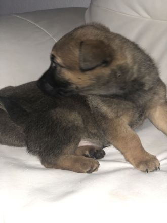 Süße Vierbeiner suchen liebevolles Zuhause