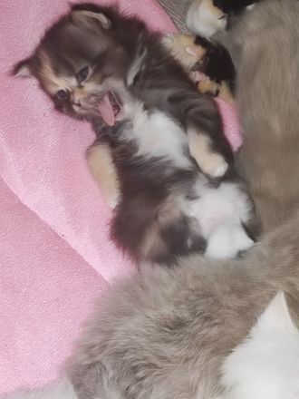 Ragdoll Main Coon Mix Kitten suchen Zuhause!