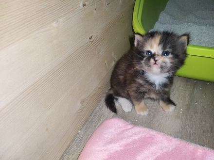 Ragdoll Main Coon Mix Kitten suchen Zuhause!