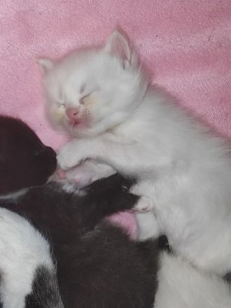 Ragdoll Main Coon Mix Kitten suchen Zuhause!