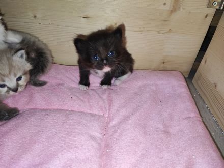 Ragdoll Main Coon Mix Kitten suchen Zuhause!