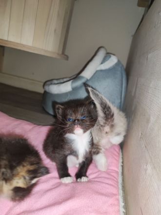 Ragdoll Main Coon Mix Kitten suchen Zuhause!