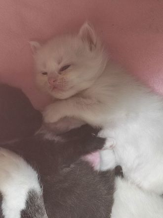 Ragdoll Main Coon Mix Kitten suchen Zuhause!