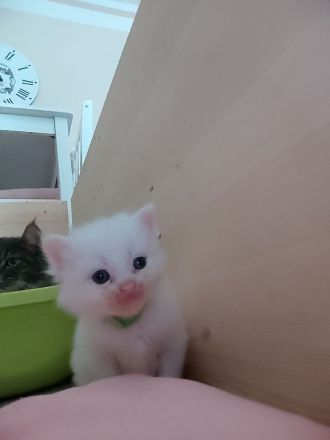 Ragdoll Main Coon Mix Kitten suchen Zuhause!