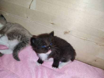 Ragdoll Main Coon Mix Kitten suchen Zuhause!