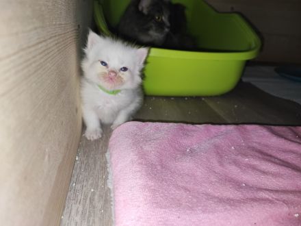 Ragdoll Main Coon Mix Kitten suchen Zuhause!