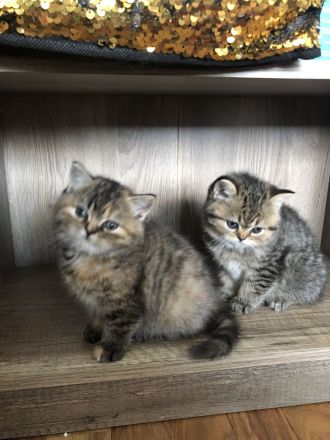 Zwei Perser katzenbabys