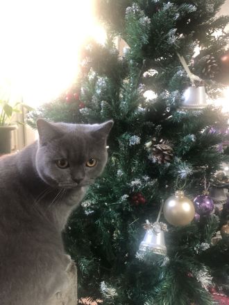 Zwei Perser katzenbabys