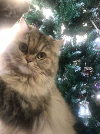 Zwei Perser katzenbabys