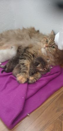 Zwei Perser katzenbabys