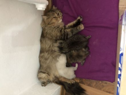 Zwei Perser katzenbabys