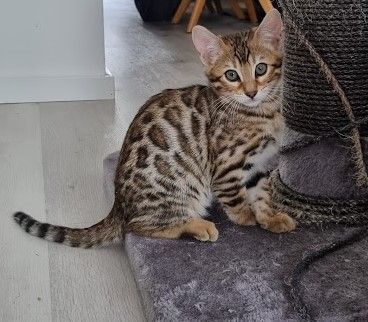 2 Bengalkitten Mädchen suchen gemeinsam liebevolles Zuhause