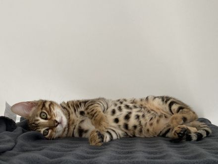 2 Bengalkitten Mädchen suchen gemeinsam liebevolles Zuhause