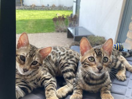 2 Bengalkitten Mädchen suchen gemeinsam liebevolles Zuhause